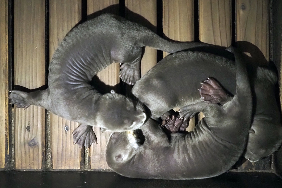Nachwuchs bei den Riesenottern im Leipziger Zoo: Babys wachsen ohne Papa auf
