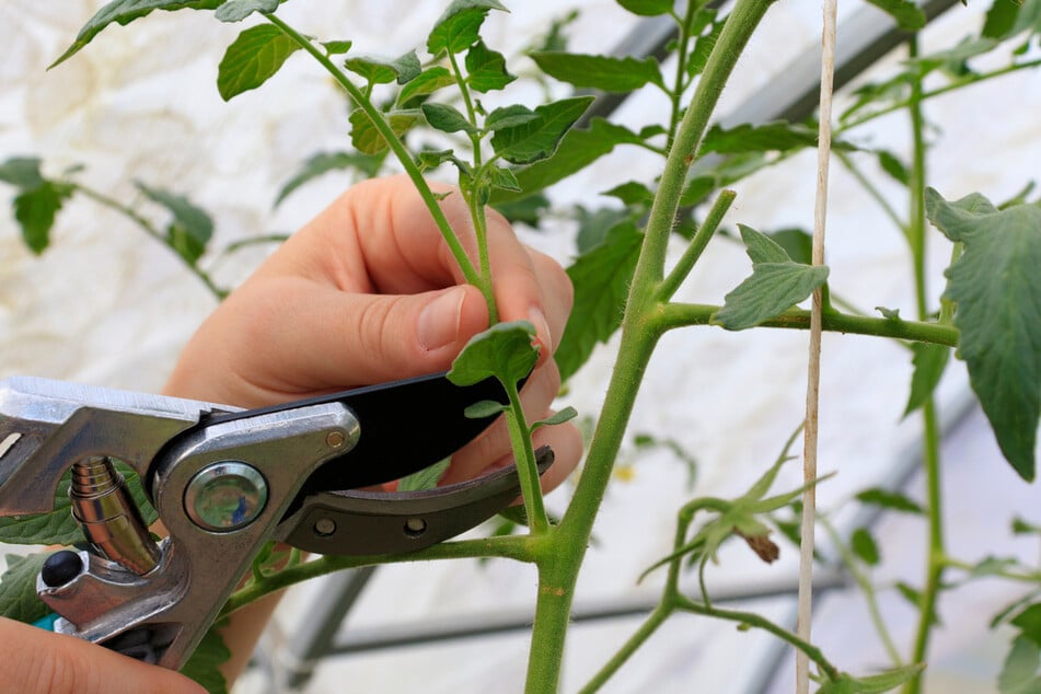 Ältere Geiztriebe der Tomate sollte man mit einem Messer oder einer Gartenschere abtrennen.