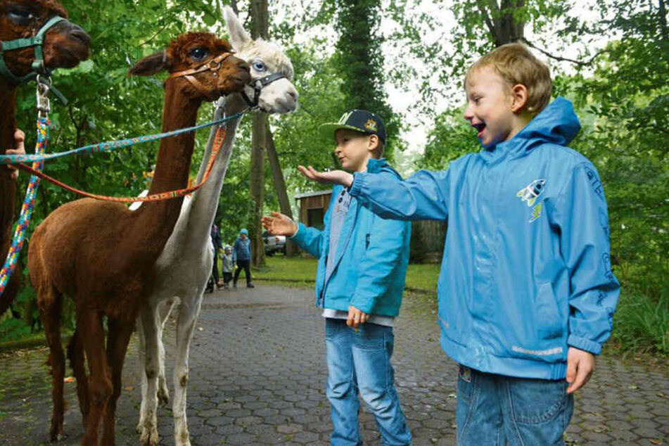Guck' mal! Florian (8, r.) und Leon füttern und streicheln die frisch geschorenen Tierpark-Alpakas.