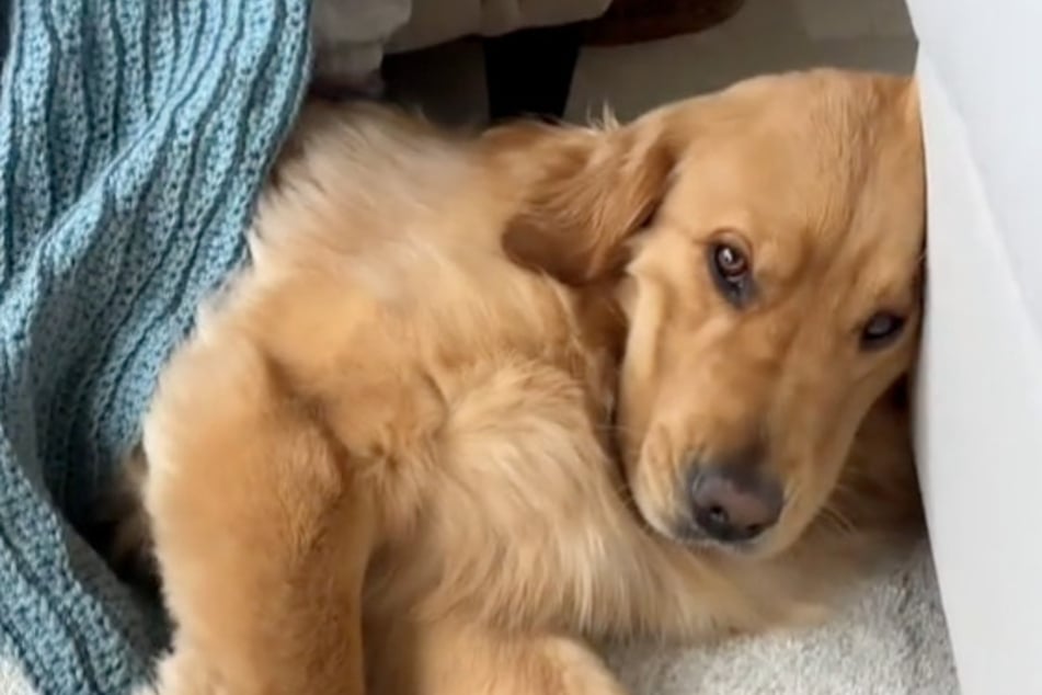 Sobald der Golden Retriever nicht im Zentrum der Aufmerksamkeit steht, ist er beleidigt.