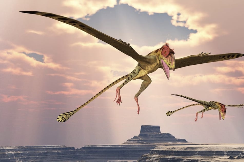 Crazy "demonic pelican" dinosaur fossil found in the Australian outback