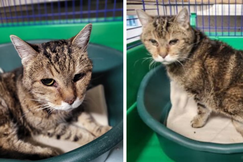 Purzel anhela un hogar tranquilo.