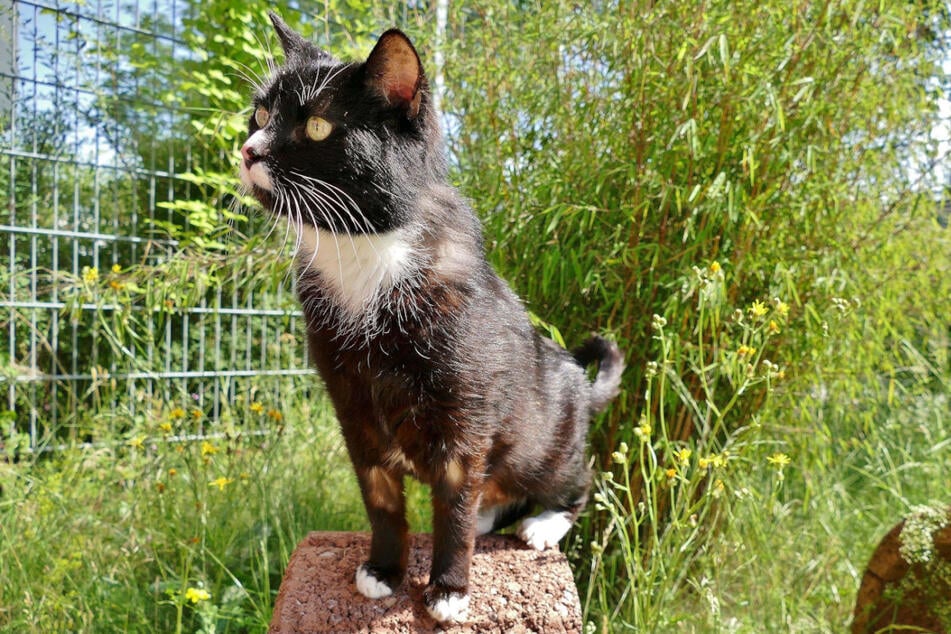 Le chat Tommy recherche des propriétaires qui peuvent gérer ses particularités.