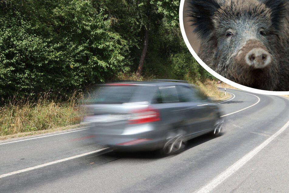 Kurioser Crash: Mann (75) hält Wildschwein für ein Auto
