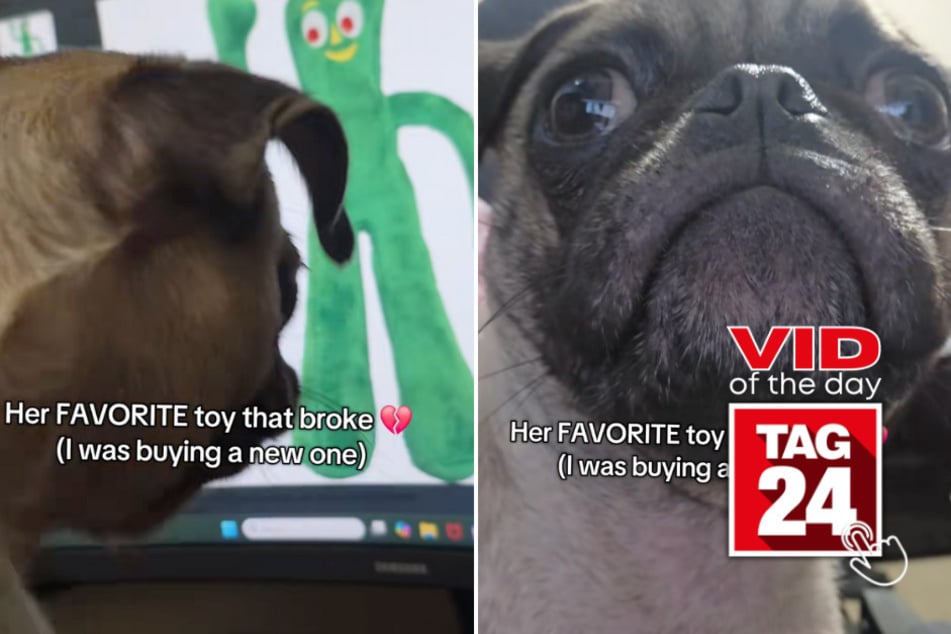 viral videos: Viral Video of the Day for September 19, 2025: Pug is heartbroken after seeing favorite toy online