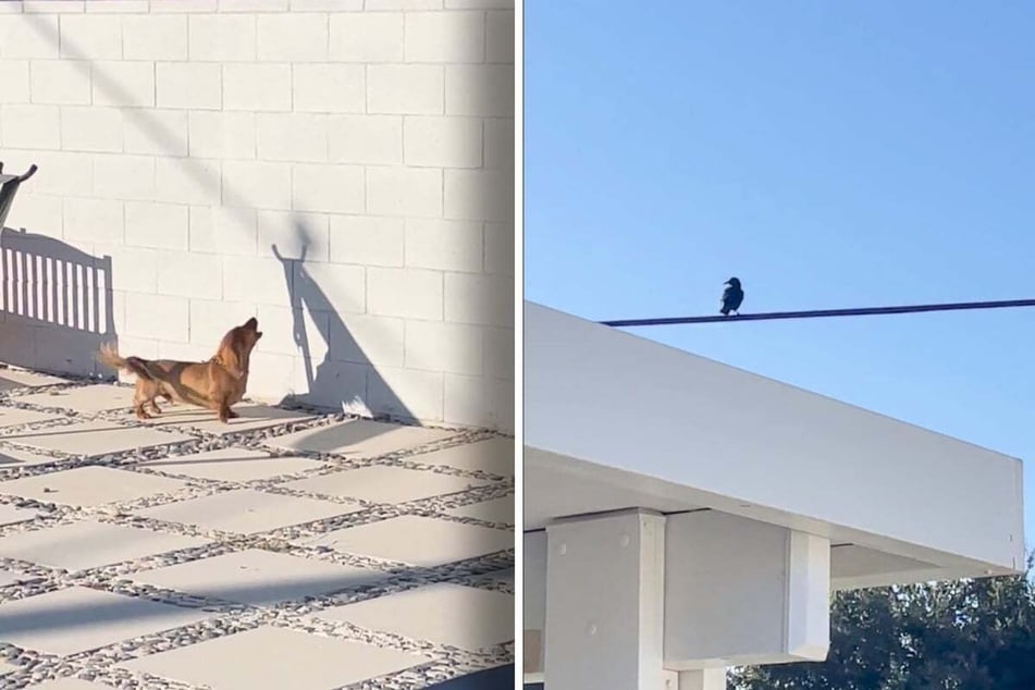 Bowie the dog barked at a shadow, as revealed in the cute video that his owner Trent recently shared on Reddit.