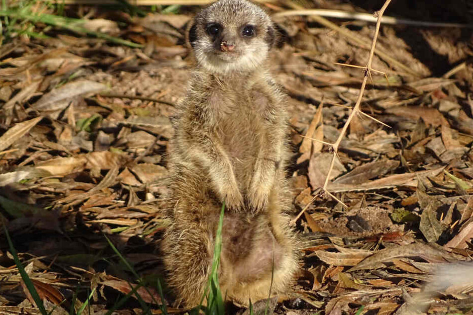 Guck, guck! Der jüngste Spross der Erdmännchen zeigt sich immer häufiger außerhalb des sicheren Baus.