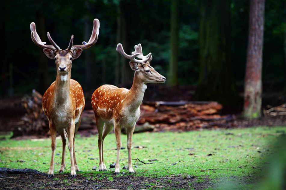 Das städtische Wildgehege im Albertpark ist die Heimat von zwölf Damhirschen.