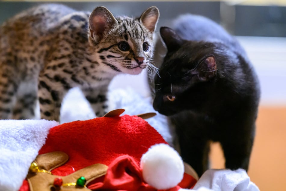 Weihnachten im Zoo der Minis.