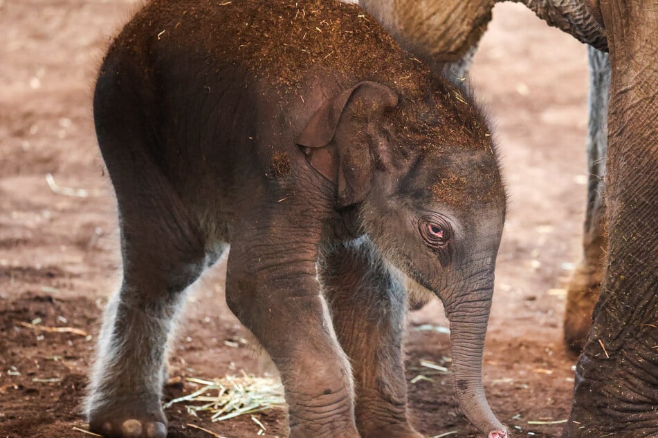 Elefantenbulle "Taro" aus dem Kölner Zoo feiert am Samstag seinen ersten Geburtstag.