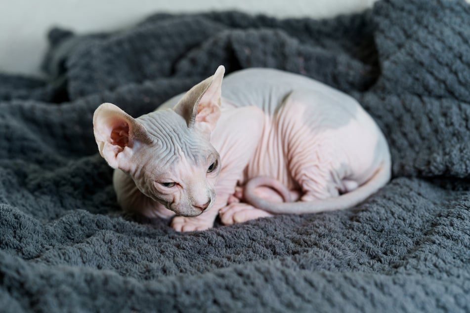 Die deutlichen Hautfalten sind ein Merkmal von Sphynx-Katzen.