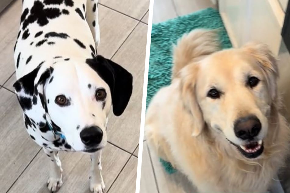 Dalmatian Tucker and a friend's golden retriever had very different responses to a four-mile walk.
