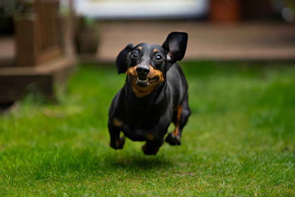 Dachshunds love to run, play, and have a good time!