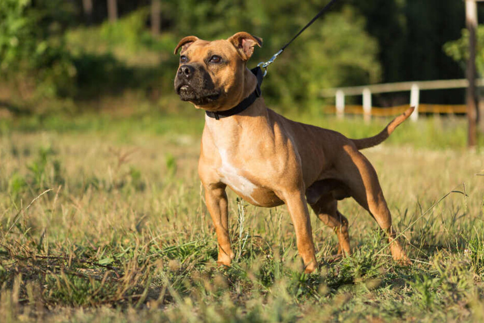 Staffordshire Terrier fallen in Hessen unter die Kampfhunde-Verordnung (Symbolbild).