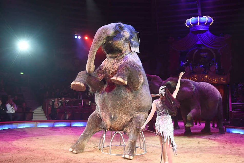 Das Tier fiel in den Zuschauerbereich vom Circus Krone, nachdem ihn ein anderer Elefant geschubst hatte. (Symbolbild)