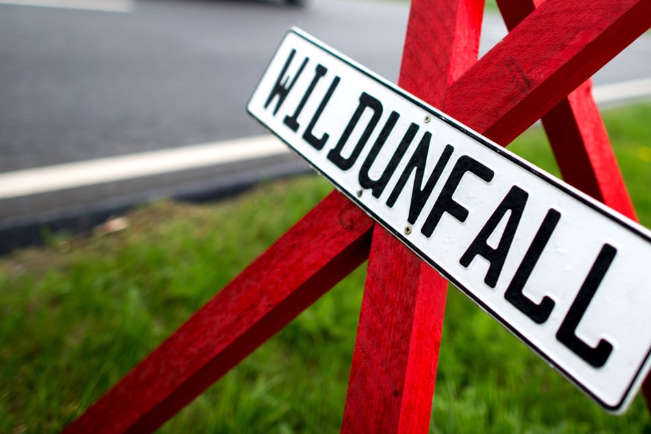 Gefahr von Wildunfällen steigt an: So handelt Ihr im Fall der Fälle richtig