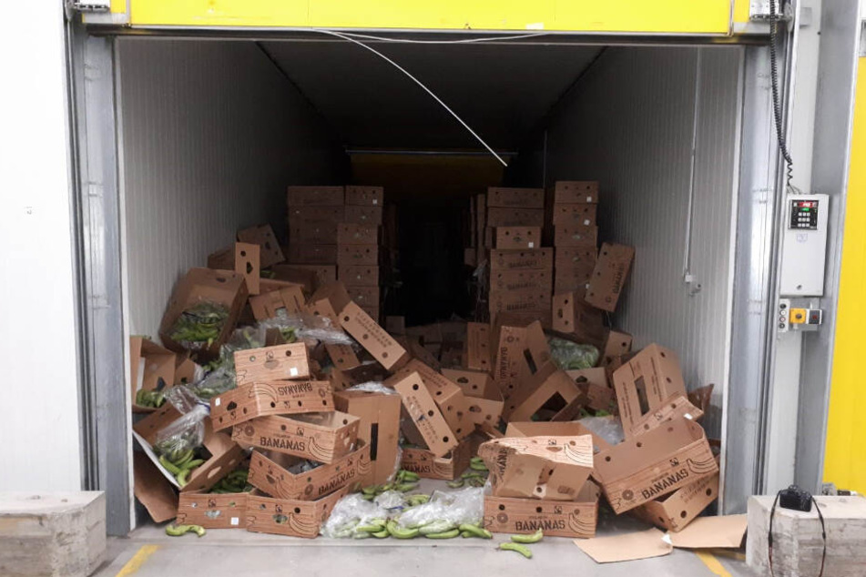 In einer aufgebrochene Reifehalle für Bananen liegen zahlreiche Kisten mit noch grünen Banenen. In den Kisten war rund eine halbe Tonne Kokain versteckt.