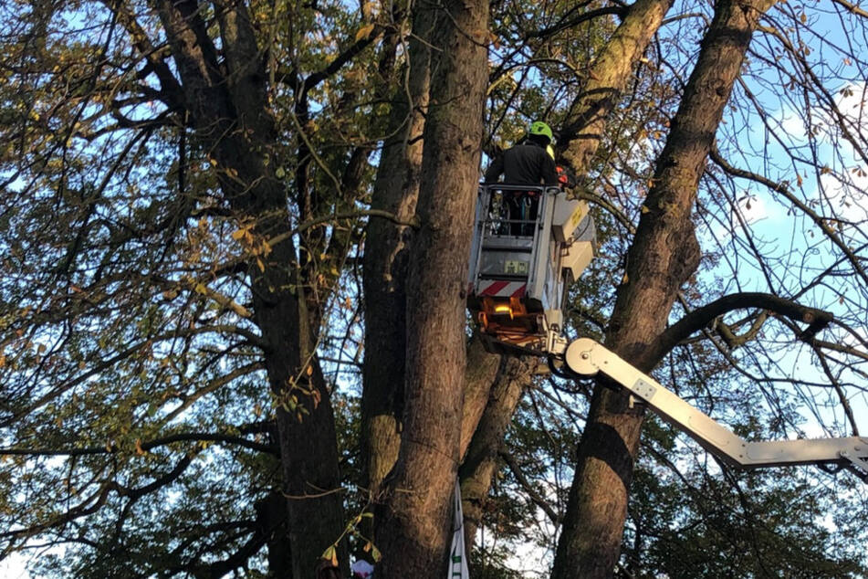 Mit einer Hebebühne holte die Polizei den letzten Aktivisten aus dem Baum.