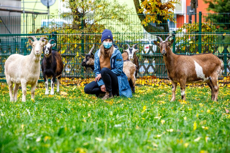 Die Ziegen haben im Tiergehege ihren eigenen Stall und sind beliebt bei den Patienten.