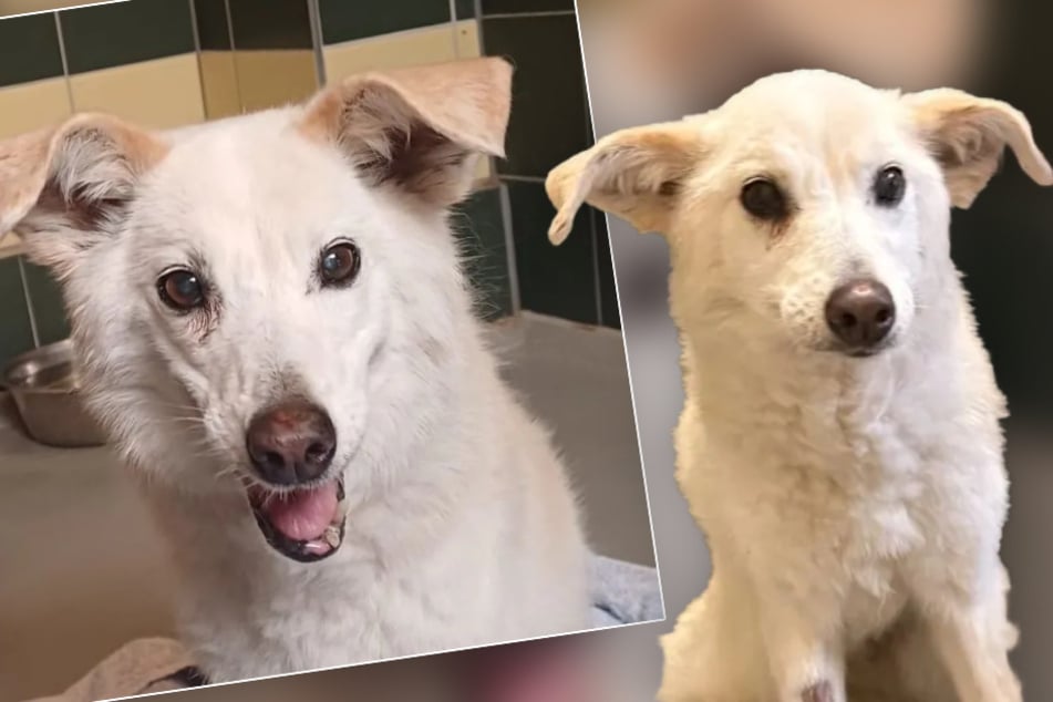 Jetzt muss alles schnell gehen: Findet Hündin Daisy auf ihre alten Tage noch das große Glück?