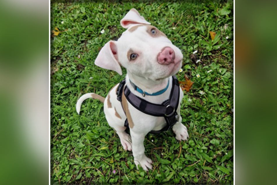 American-Staffordshire-Welpe Archie wartet derzeit im Frankfurter Tierheim auf ein neues Zuhause.