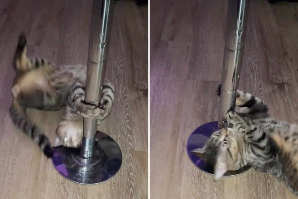 A tabby cat playing with a metal dancing pole has gained huge traction on TikTok for his expert-level dance moves!