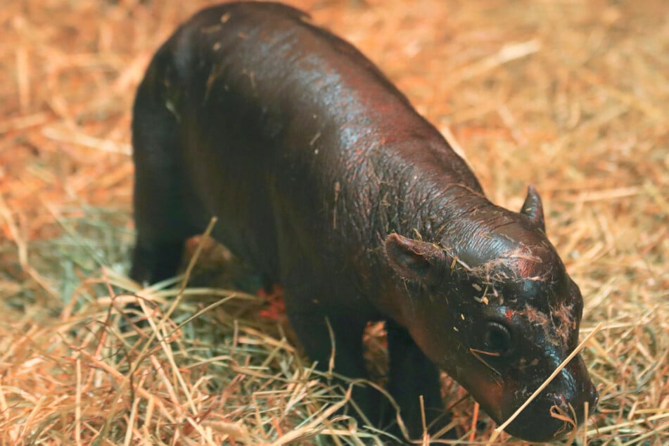 The little hippo lady "Haggis" clumsily takes her first steps in her new home.