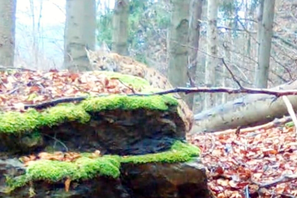 Im März des vergangenen Jahres wurde Nova im Westerzgebirge ausgewildert.