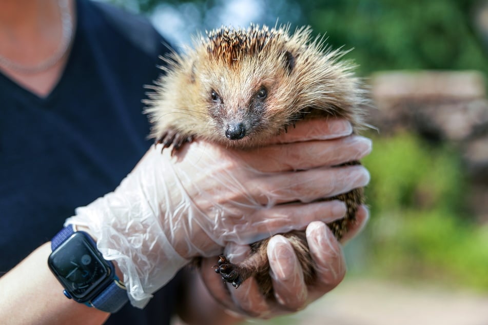 Über 100 Igel werden alljährlich von der Igelhilfe wieder aufgepäppelt.