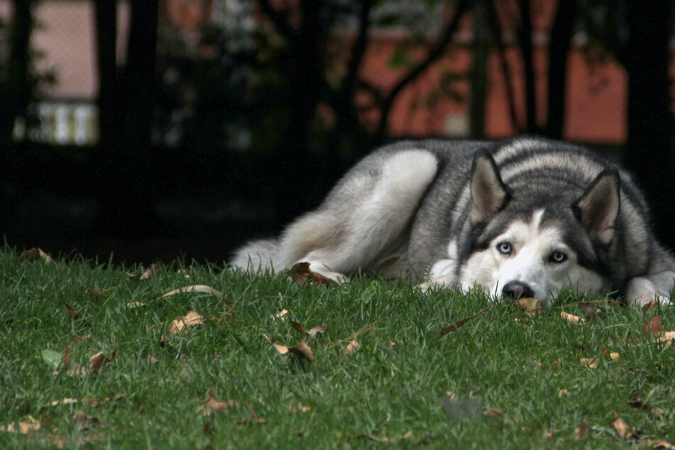 Tragischer Unfall: Husky löst sich von Leine und rennt auf Straße