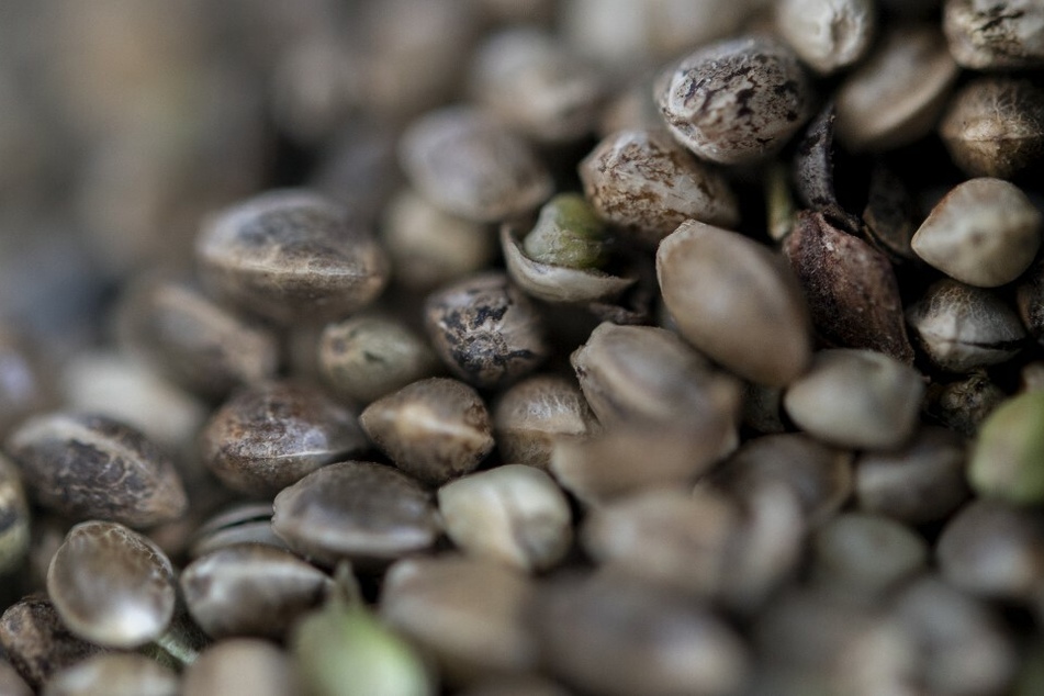 Hemp seeds are rich in protein, B vitamins, calcium, iron, magnesium, and fiber.