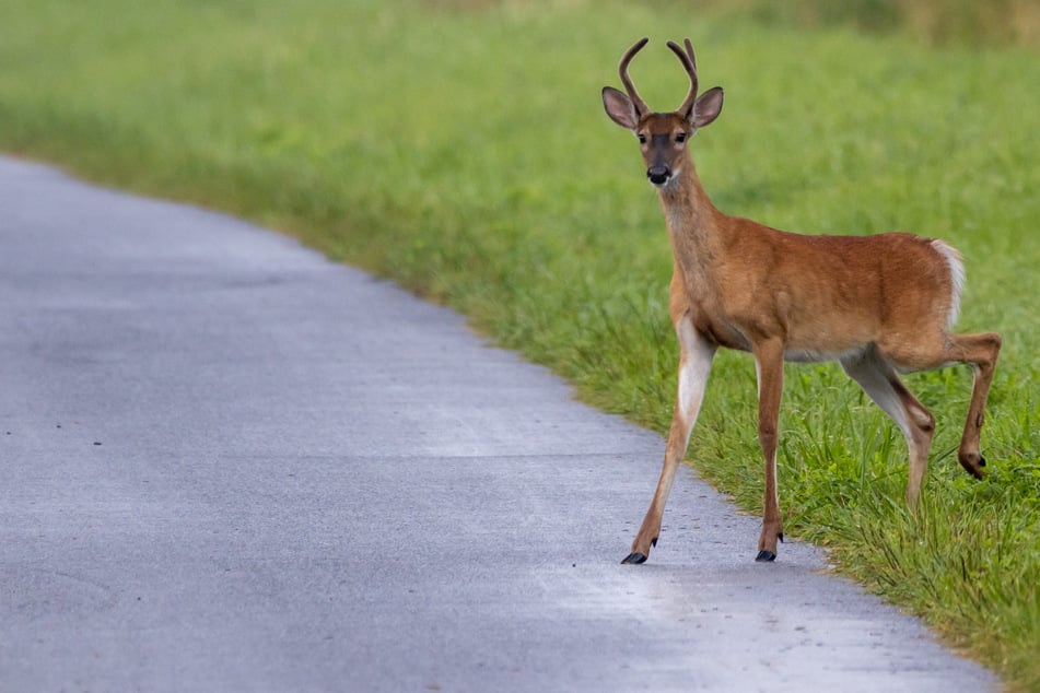 Nach Angaben der Unfallfahrerin sei eine Gruppe Rehe plötzlich auf der Straße aufgetaucht. (Symbolbild)