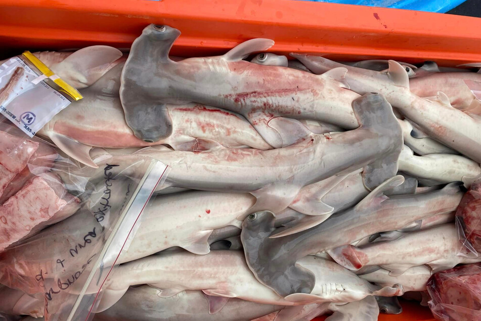 40 Jungtiere trug der verendete Hai bei sich.