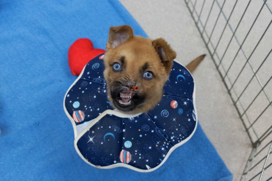 Wann der kleine Mann endlich in ein neues Zuhause darf, wird sich erst in ein paar Wochen zeigen.