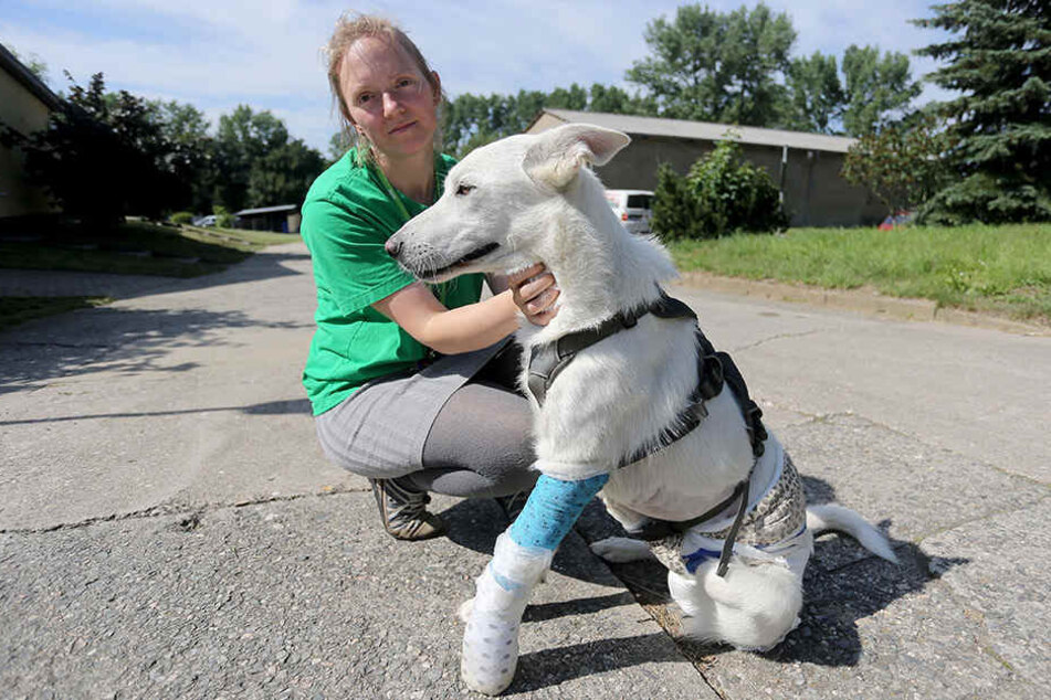 Tierhelferin Anne Schilling (30) mit dem schwer verletzten Schäferhund Janosh (1).