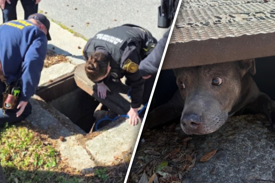 Vermisster Hund in engem Schacht gefangen: Nachbar hört Geräusch und handelt sofort