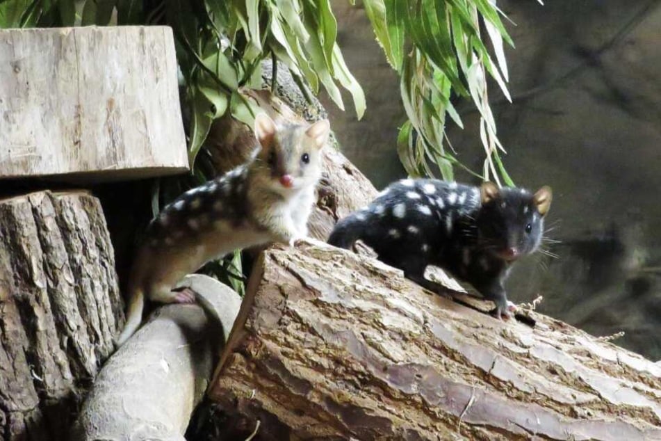 Zuckersüß! Gepunkteter Nachwuchs im Zoo Leipzig