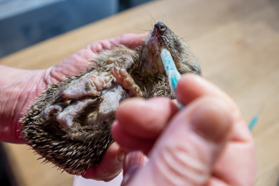 Ein kleiner Igel bekommt mit einer Spritze etwas zu essen. Damit er es über den Winter schafft, muss er mindestens ein Kilo wiegen.