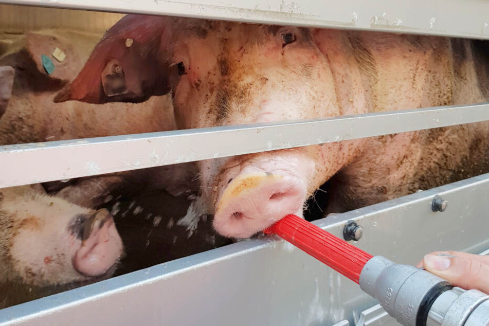 Die Schweine waren bei 41 Grad und ohne Wasser in dem Transporter eingesperrt.