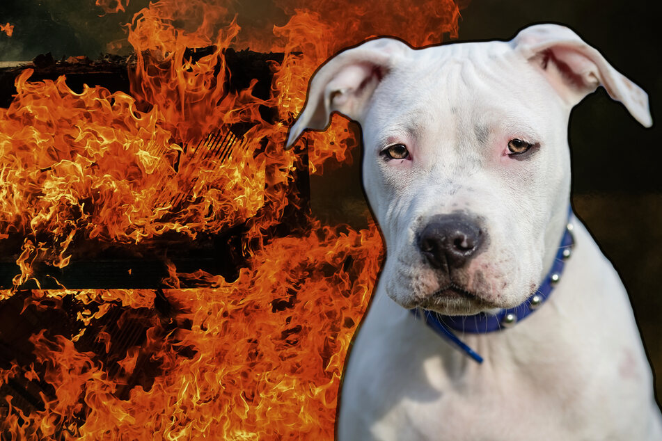 Nachbar stürzt sich in Flammen, um tauben Familien-Hund zu retten!