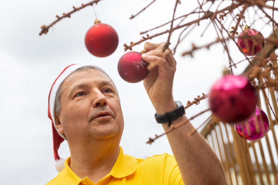 Jürgen Hoffmann (59) schmückt einen verdorrten Weihnachtsbaum.