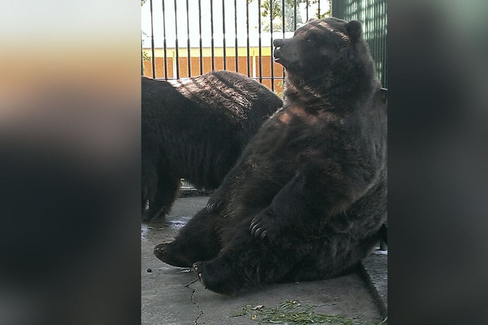 Bären-Dame Nina (†27) aus dem Tierpark Klingenthal musste nach einem Krebsleiden erlöst werden.