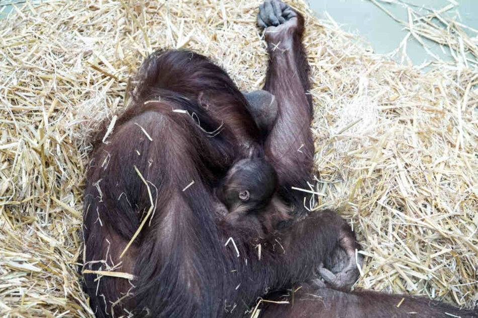 Die kleine Cabu ist erst knapp zwei Wochen alt.
