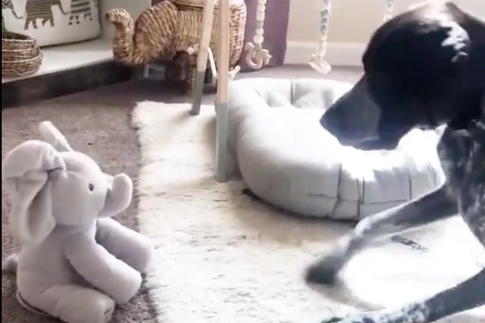 The dog recoils when the stuffed animal starts moving.