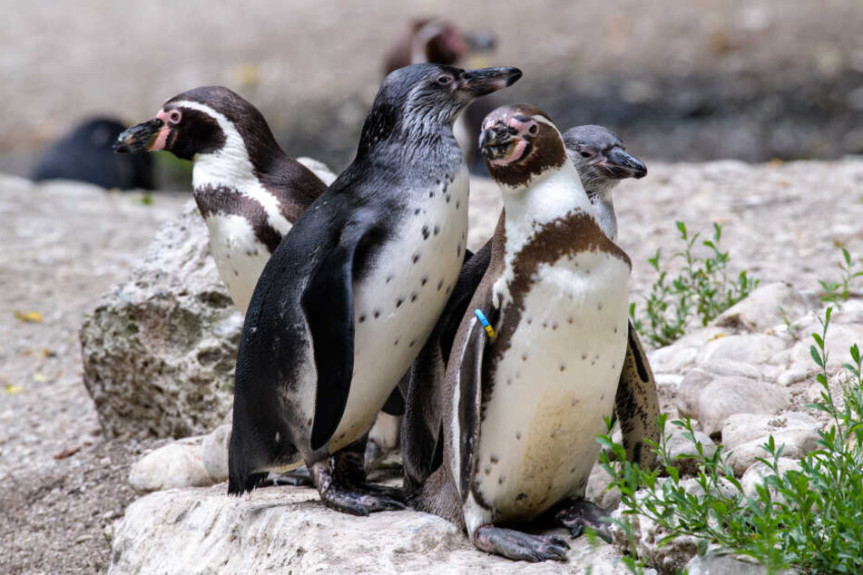 Unter den Humboldt-Pinguinen im Tierpark Hellabrunn ist auch ein homosexuelles Paar.