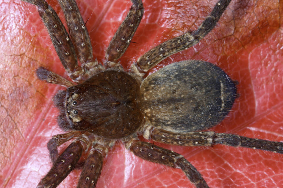 Die Pseudopoda ist jetzt die größte Gruppe innerhalb der Riesenkrabbenspinnen und die zwölftgrößte überhaupt.
