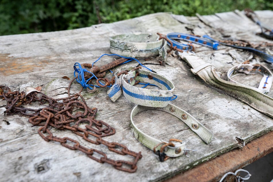 Alte Halsbänder erinnern an die vielen Hunde, die nicht lebend von der Blut-Farm gerettet werden konnten.