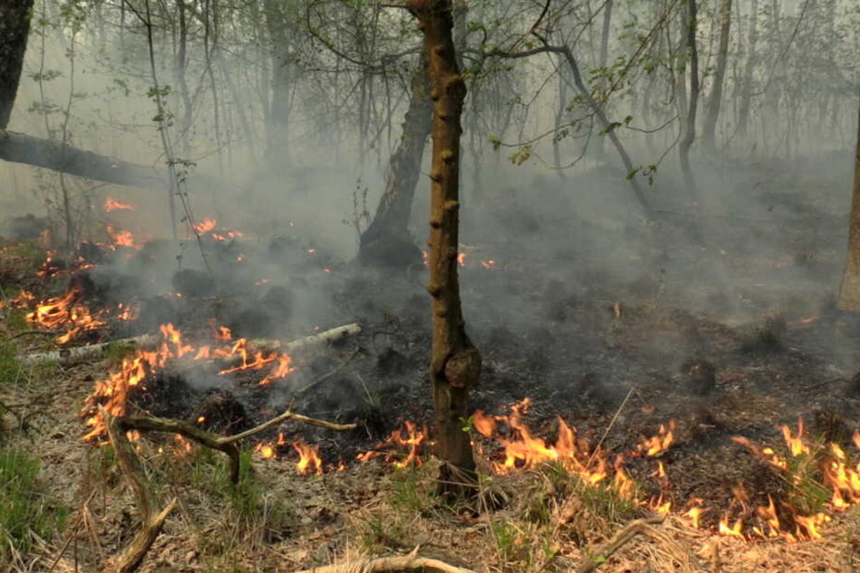 Der Brand breitete sich schnell im Unterholz aus.