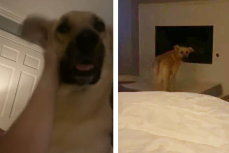 Frauchen will Hund nicht im Bett haben: Die Reaktion des Tieres spricht Bände