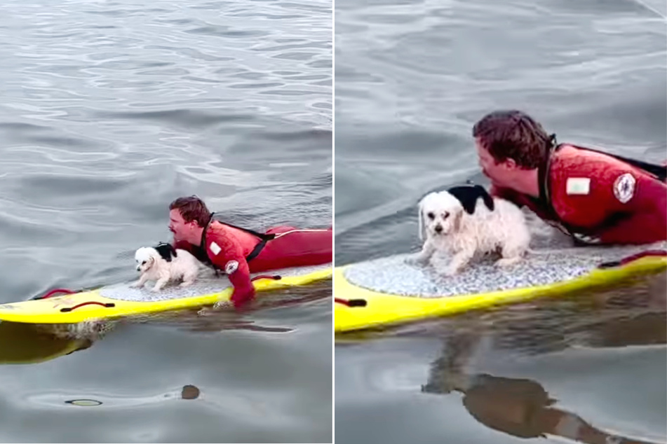 Long Beach lifeguard saves dog from getting lost at sea in heroic rescue